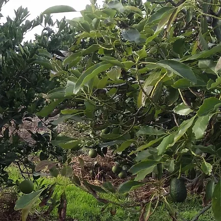 Vv Casa Conchi Apartment Alojera